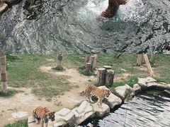 -上海野生动物园