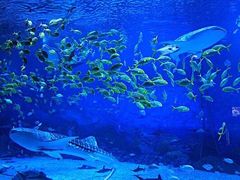 -烟台海昌鲸鲨海洋公园