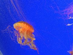 -上海海洋水族馆