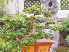 -南山植物园