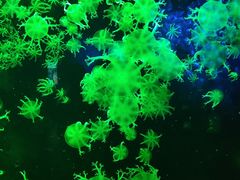-珠海长隆海洋王国