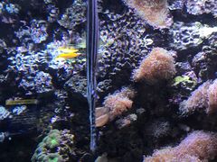 -西雅图水族馆