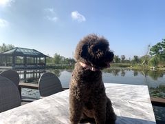 -汪说喵讲宠物乐园宠物酒店(红星美凯龙店)