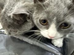 -派特宠物医院(圆融广场店)