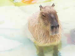 -苏州太湖西山岛开心农场