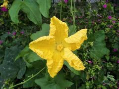 -成都中医药大学(温江校区)