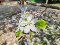 -海棠花溪(元大都城垣遗址公园)