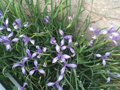 -济南孟家扒蹄店