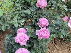 -人民公园(罗湖区)