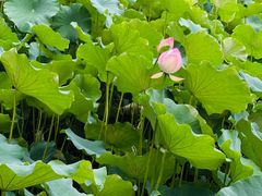 -四川大学(华西校区)