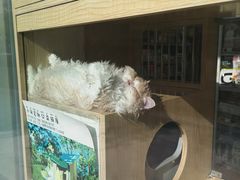-PETKIT 小佩宠物·德文赛凯猫舍