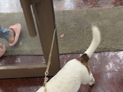 -瑞鹏宠物医院·骨外科·心肾科·肿瘤科(九亭店)