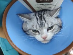 -瑞派天宁宠物医院·猫科·异宠中心