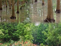 -桤木河湿地公园