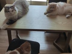 -滚猫咖啡·猫咖·猫友好撸猫(未来城店)