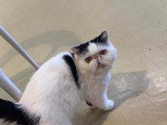 -藏猫猫咖啡主题馆(中央大道店)