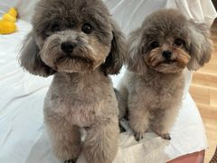 -多乐狗狗宠物训练工作室