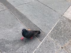 -詹爷爷乌节路街头冰淇淋
