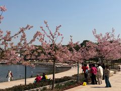 -新江湾城公园
