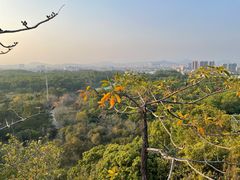-聚龙山公园
