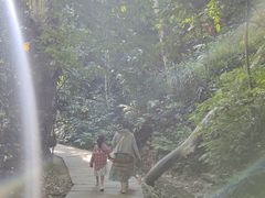-西双版纳原始森林公园