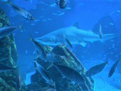 -海合安成都极地海洋公园