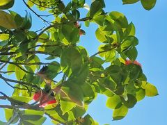 -华南国家植物园-售票处