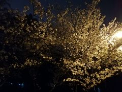 -武汉大学-樱园