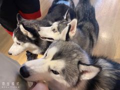-Husky Go! 哈士奇体验馆·宠物咖啡厅狗咖