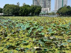 -荔湾湖公园