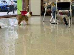-瑞鹏宠物医院·骨科·猫科·内科(第一中心)