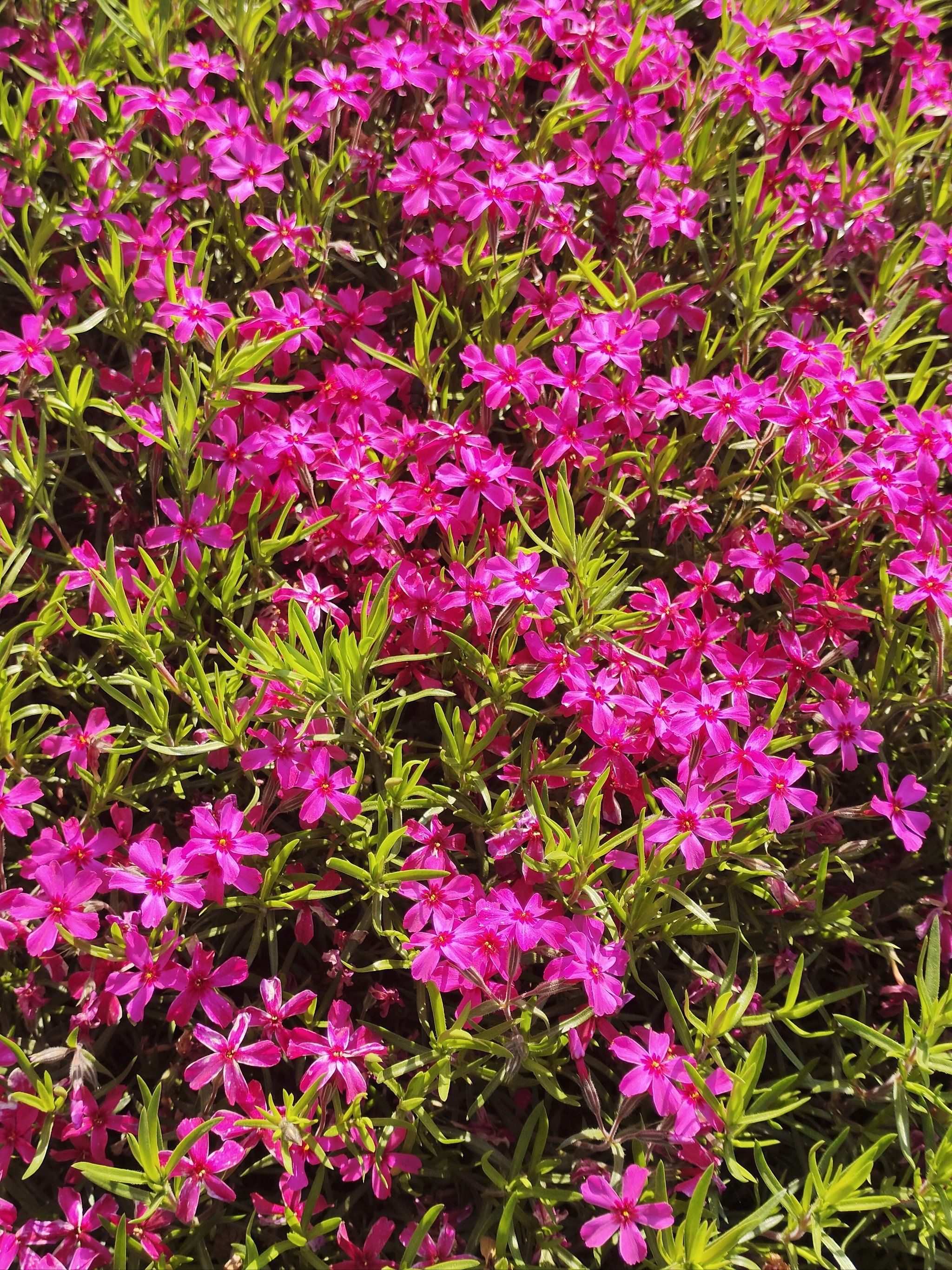 晒字村花海,今年花不算太好,人也不多