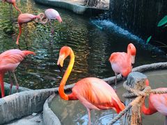 -清迈夜间动物园