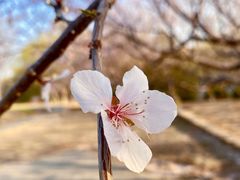 -永定河休闲森林公园