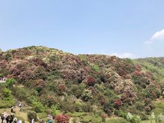 -贵州百里杜鹃风景名胜区