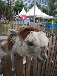 -萌宠亲子动物乐园(槐房万达店)