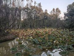 -西安浐灞国家湿地公园