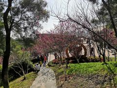 -金鸡山公园