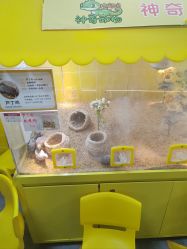 -神奇动物撸宠馆·羊驼·小浣熊·异宠(豫园店)