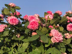 -百荣世贸商城