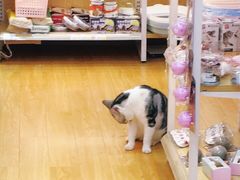 -袖虎宠物(锦绣生态园店)