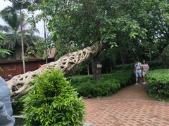 -瑞丽独树成林风景区