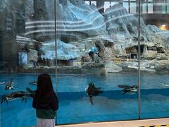 -帝企鹅自助餐厅•儿童岛•真企鹅(长隆企鹅酒店)