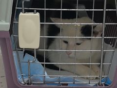 -瑞派康怡24h宠物医院·犬猫医疗中心·微创绝育(瑞景分院)