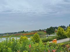 -空港花田景区