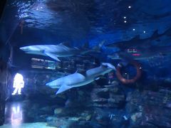 -烟台海昌鲸鲨海洋公园