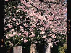 -上野公园花园稻荷神社(忍岡稲荷神社)