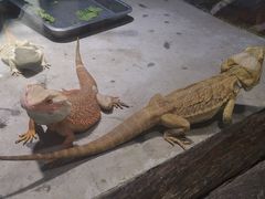 -石家庄市动物园