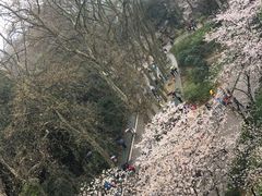 -武汉大学-樱园