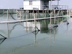 -莲花岛景区